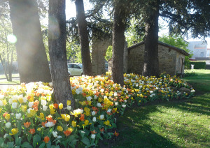 Fleurs4