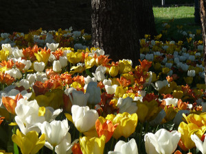 Fleurs5